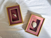 Load image into Gallery viewer, Framed Gold Plated Seashells
