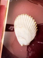 Load image into Gallery viewer, Framed Gold Plated Seashells
