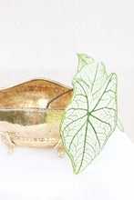 Load image into Gallery viewer, Clawfoot Brass Planter
